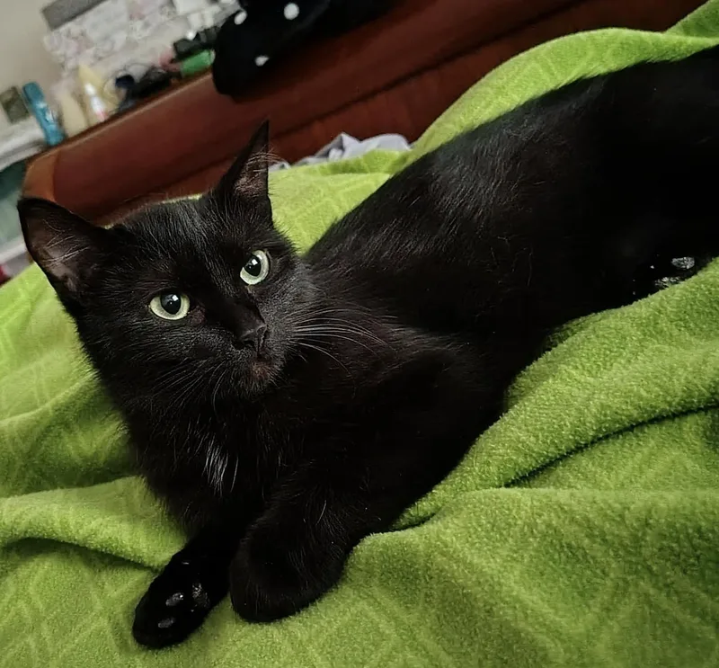 A young medium-sized female Domestic Short Hair cat named Umami for adoption in Rochester, NY