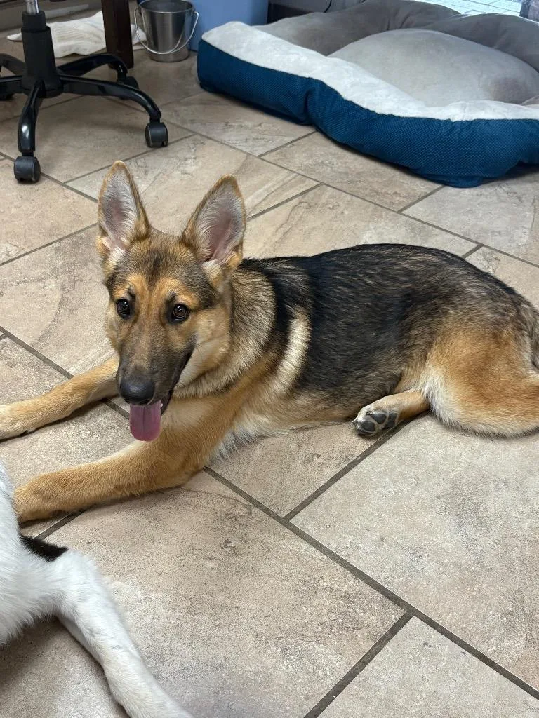 A young medium-sized female Shepherd dog named Ravyn for adoption in Batesville, AR