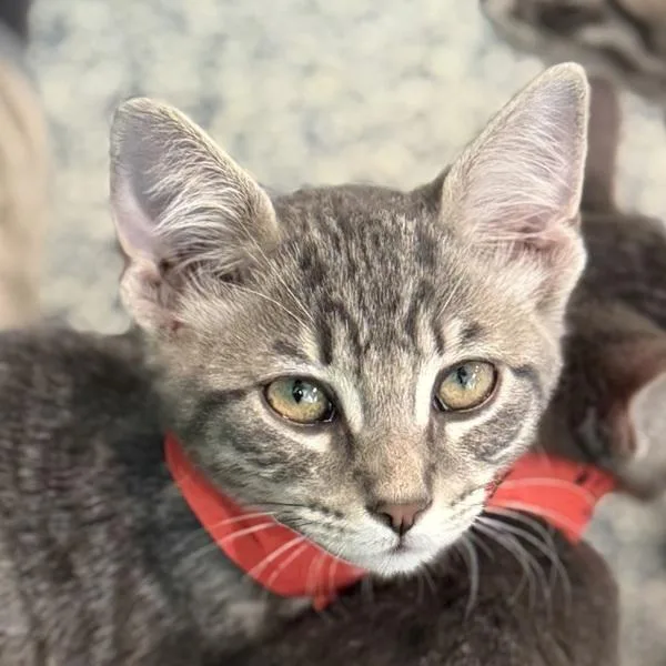 A baby small-sized female Domestic Short Hair cat named Fleur for adoption in Golden, CO