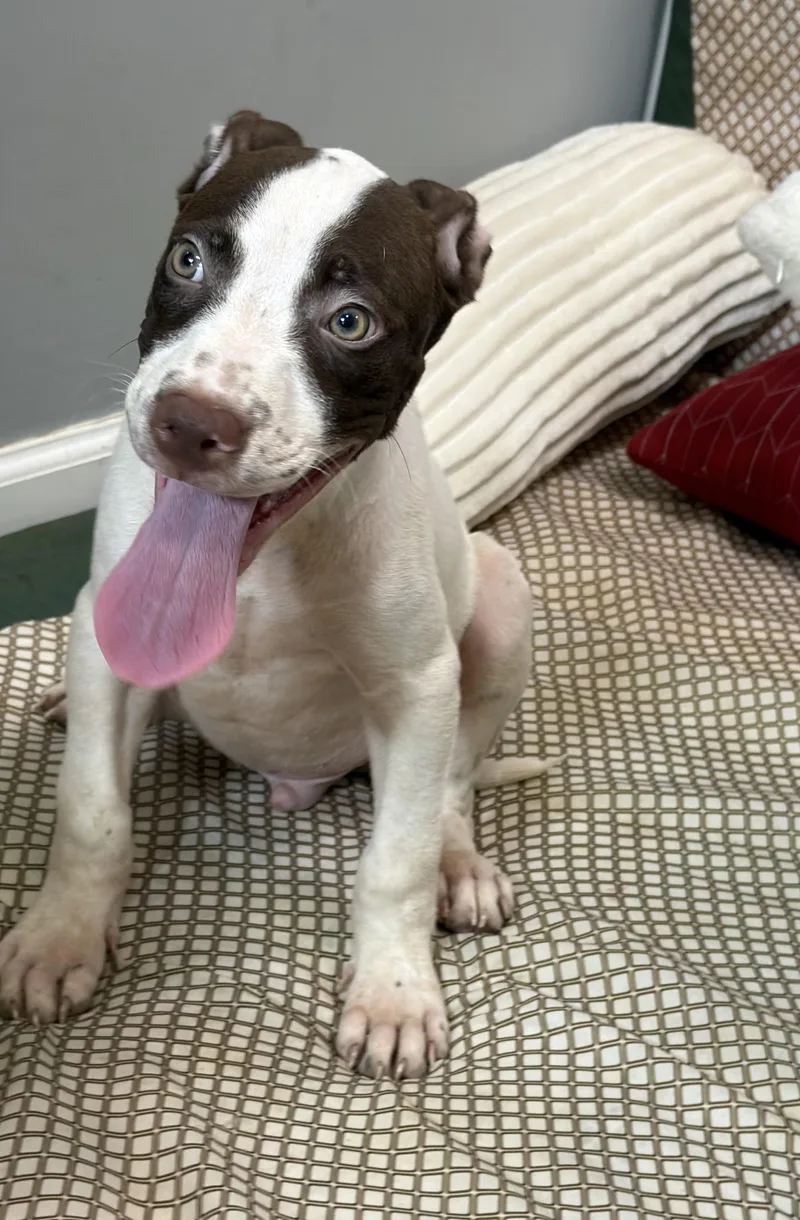 A baby medium-sized male Brown / Chocolate Pit Bull Terrier dog named Doug for adoption in Watertown, CT