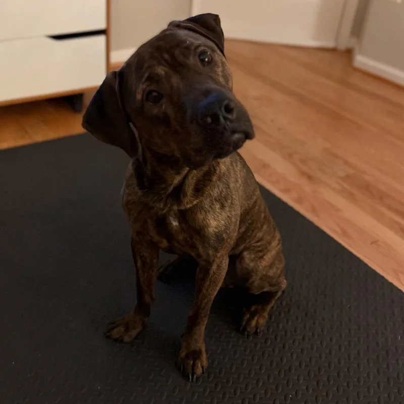 An adult large-sized male Cane Corso dog named Mase for adoption in manchester, PA