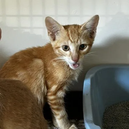 A baby small-sized male American Shorthair cat named Sonny for adoption in Poplar Bluff, MO