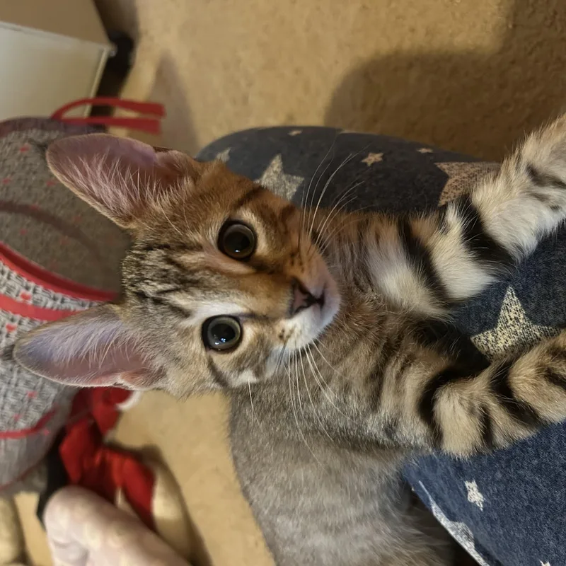 A baby medium-sized female Brown / Chocolate Tabby cat named Willow for adoption in Lambertville, NJ