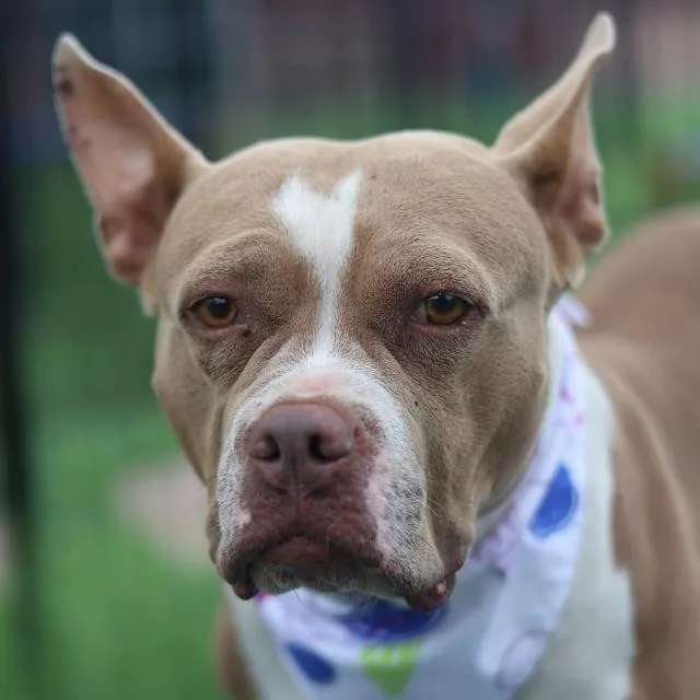 An adult large-sized female American Staffordshire Terrier dog named Jade for adoption in San Antonio, TX