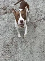 An adult medium-sized female Brown / Chocolate Mixed Breed dog named Lil Debbie for adoption in Georgetown, SC