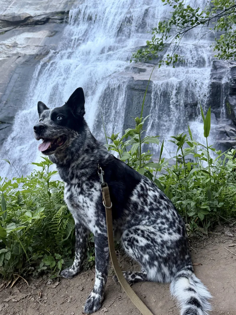 Arwen