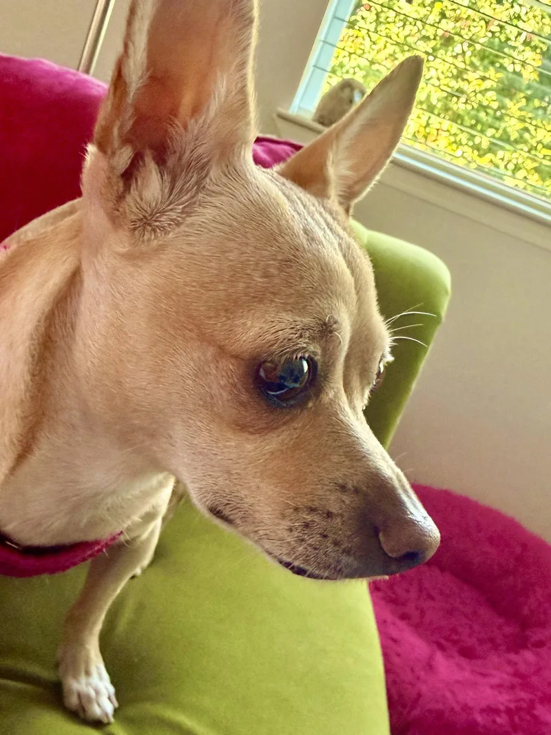 A young small-sized female Chihuahua dog named Marnie for adoption in San Francisco, CA