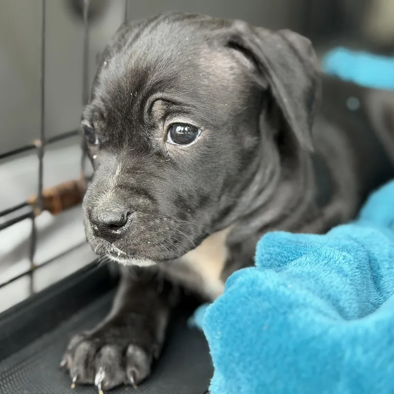 A baby medium-sized female Black Pit Bull Terrier dog named Cerave for adoption in Columbia, SC