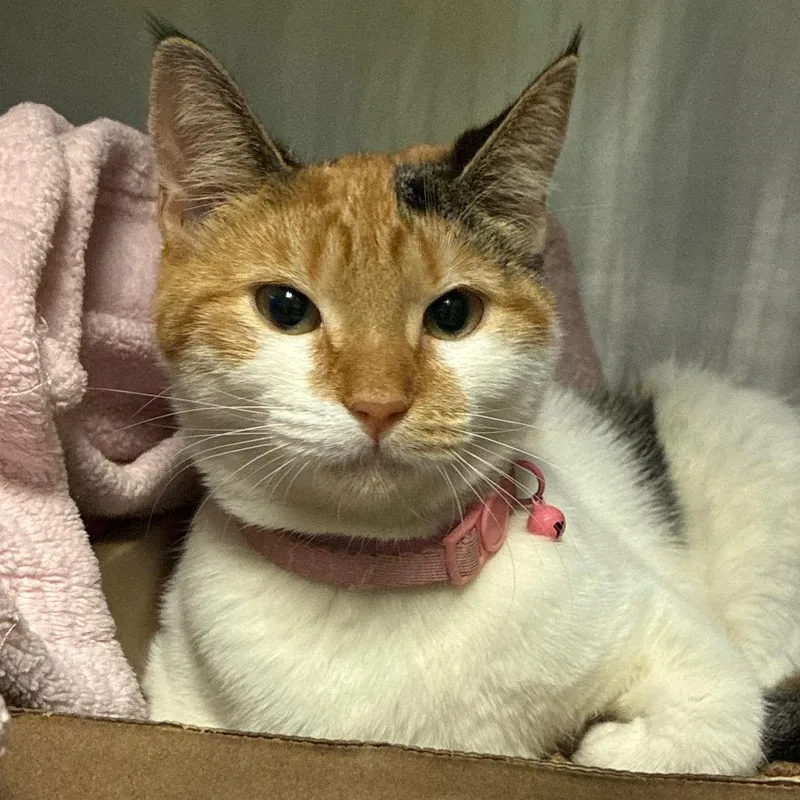 A young medium-sized female Calico Domestic Short Hair cat named Coraline for adoption in Newark, NJ