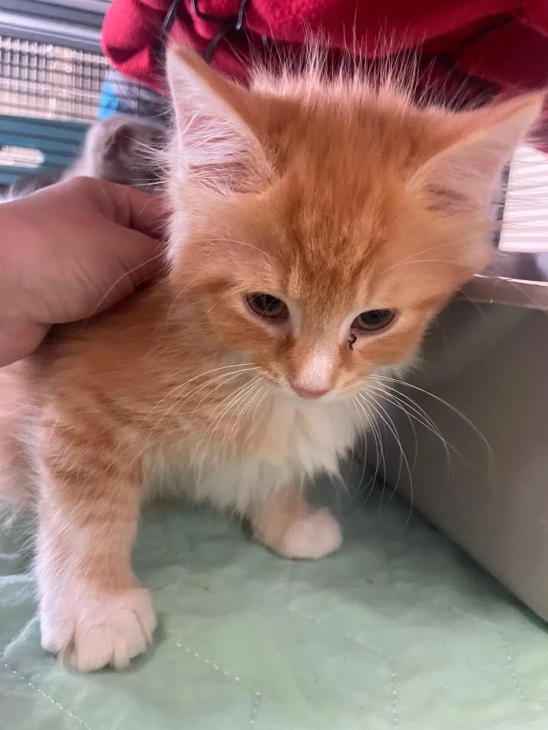 A baby small-sized male Domestic Long Hair cat named Carl for adoption in Blountville, TN