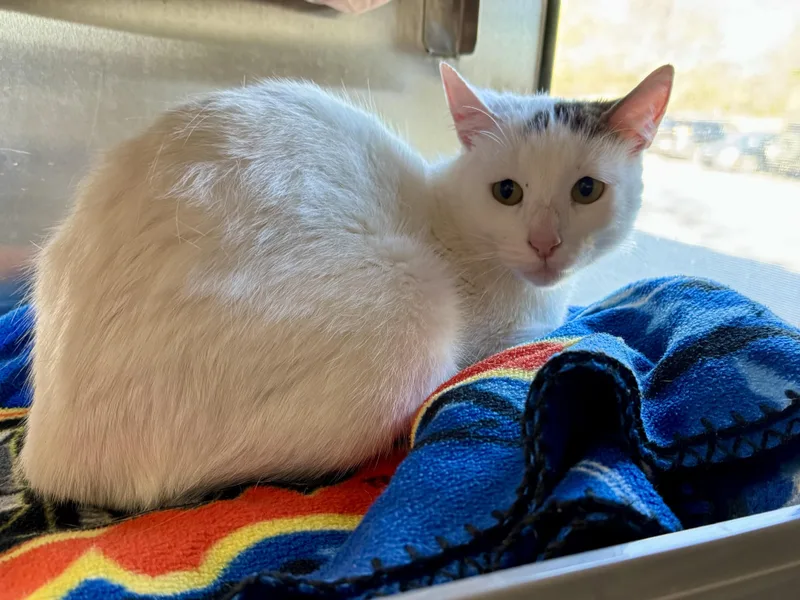 A young medium-sized female White Domestic Short Hair cat named Oatmeal for adoption in Midland, MI