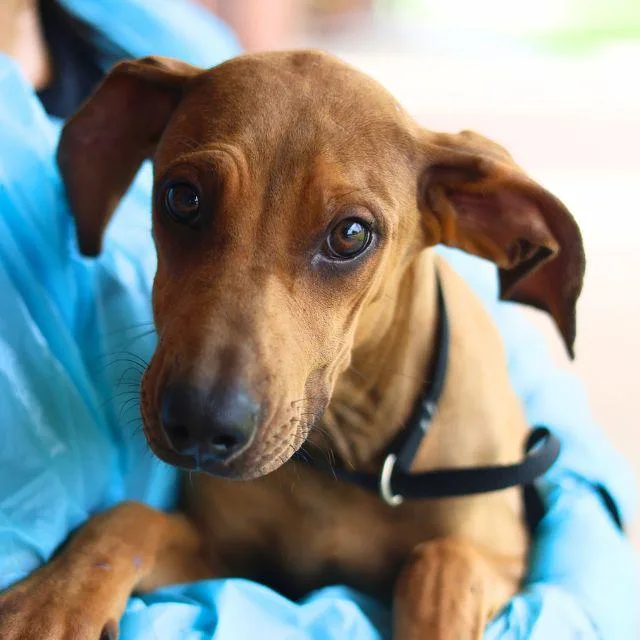 A baby medium-sized female Labrador Retriever dog named Ginny Pepsi for adoption in San Antonio, TX