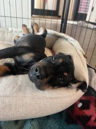 A baby small-sized male Mixed Breed dog named Tucker for adoption in West Chester, PA
