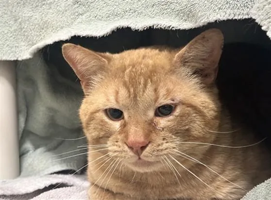 An adult medium-sized male Domestic Short Hair cat named Sunburst for adoption in Derwood, MD