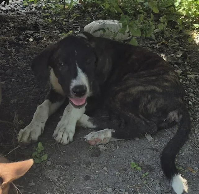 A baby small-sized female American Staffordshire Terrier dog named Shauna for adoption in San Antonio, TX