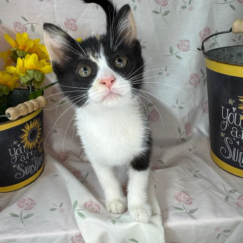 A baby small-sized female Calico American Shorthair cat named Barbie for adoption in Mount Vernon, IL