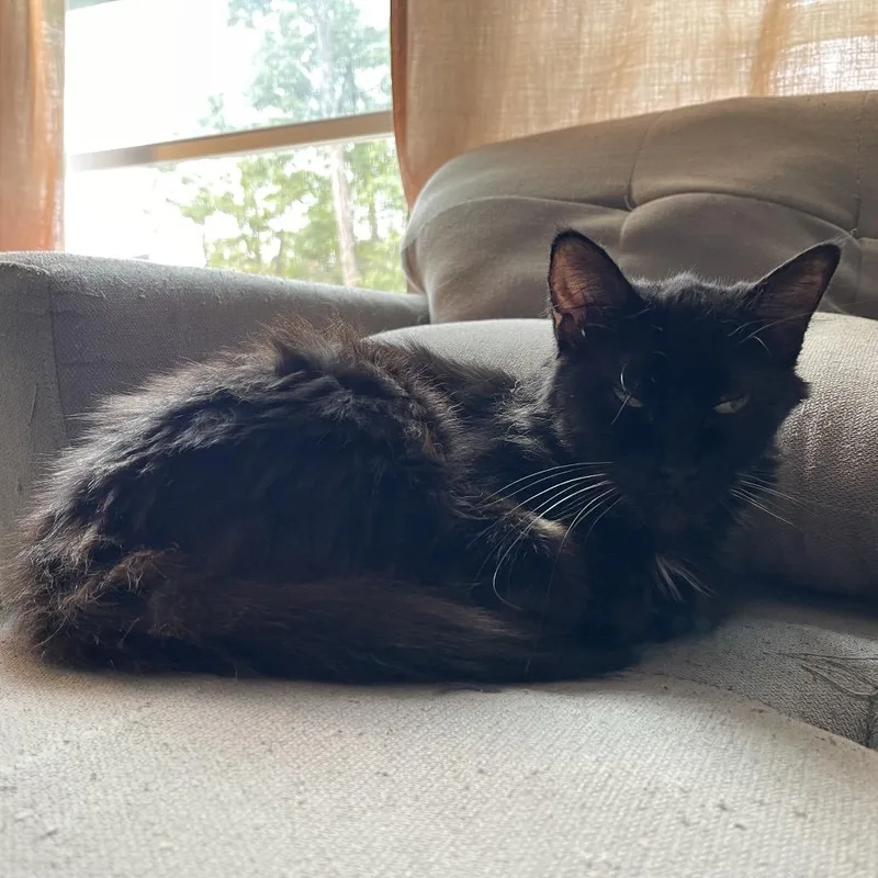 A senior small-sized female Norwegian Forest Cat cat named Dolly Parton for adoption in Mount Vernon, IL