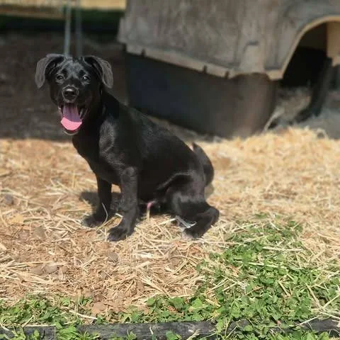 A young small-sized male Black Terrier dog named Houston for adoption in Dover, AR