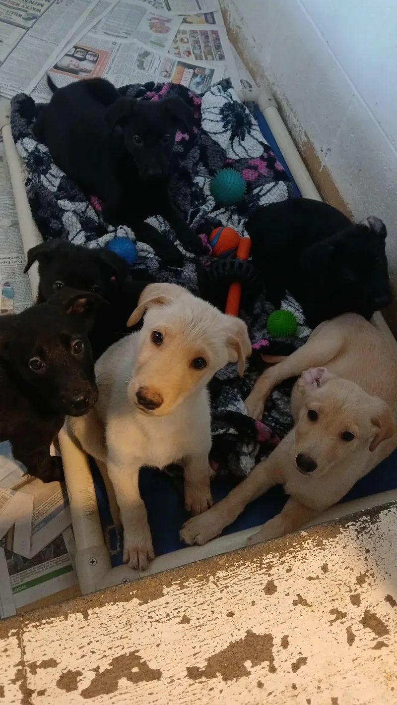 A baby medium-sized male Labrador Retriever dog named Brady Bunch Littergreg for adoption in Tappahannock, VA