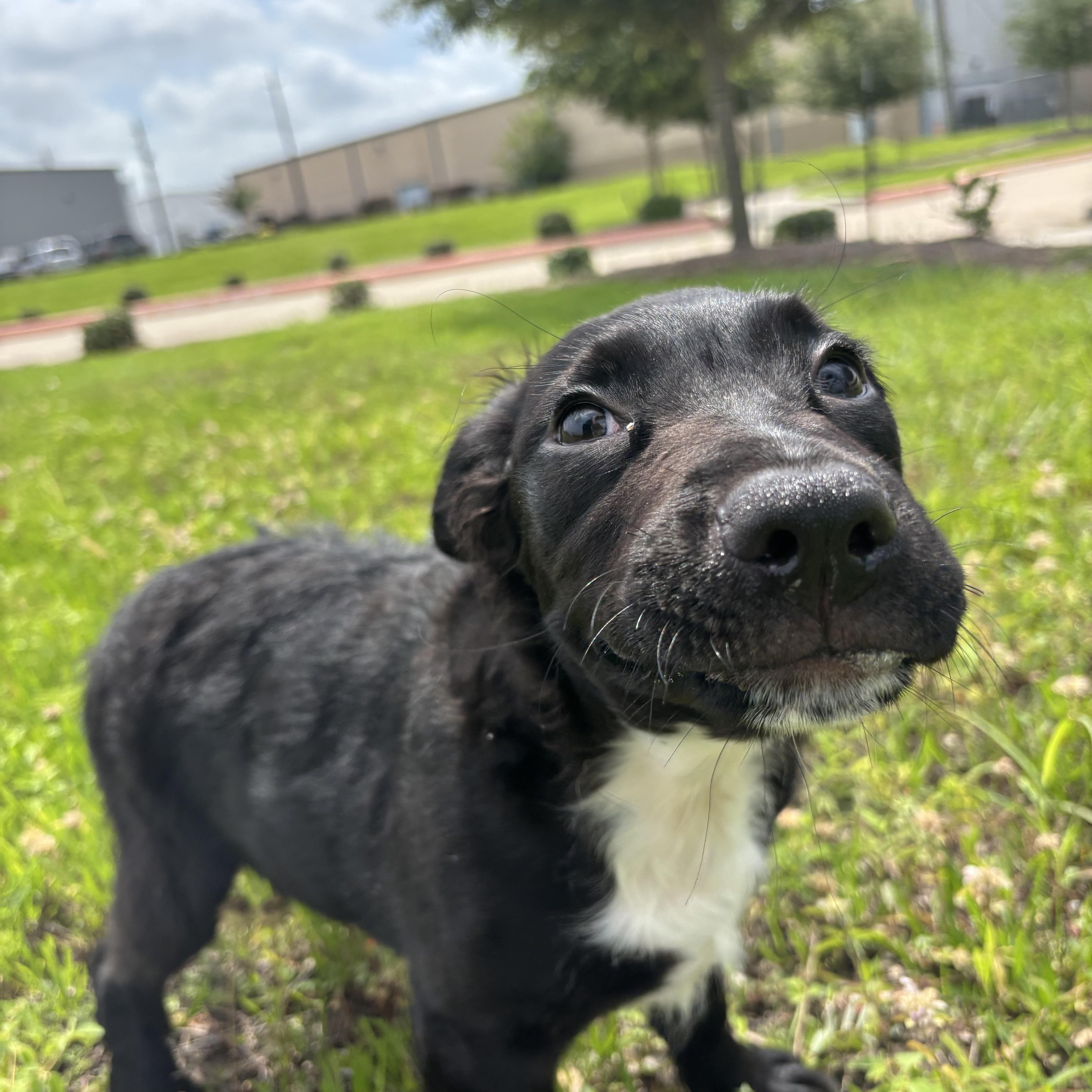 A baby medium-sized male Black Labrador Retriever dog named Bear for adoption in Pearland, TX