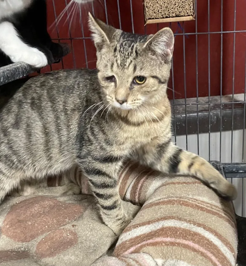 Ballyhoo thumbnail 2