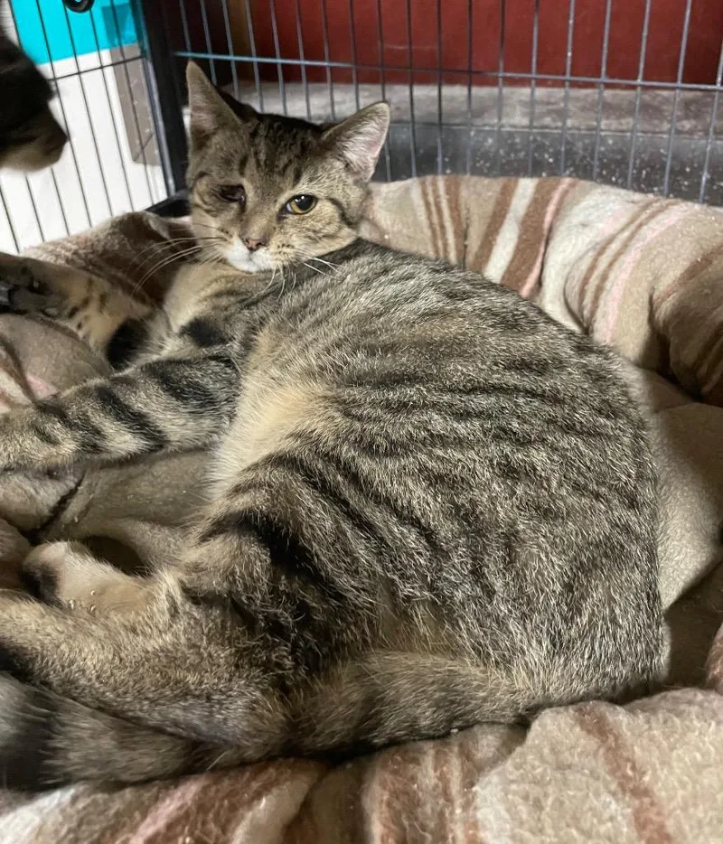 Ballyhoo thumbnail 3