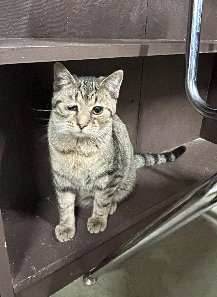 Ballyhoo thumbnail 4