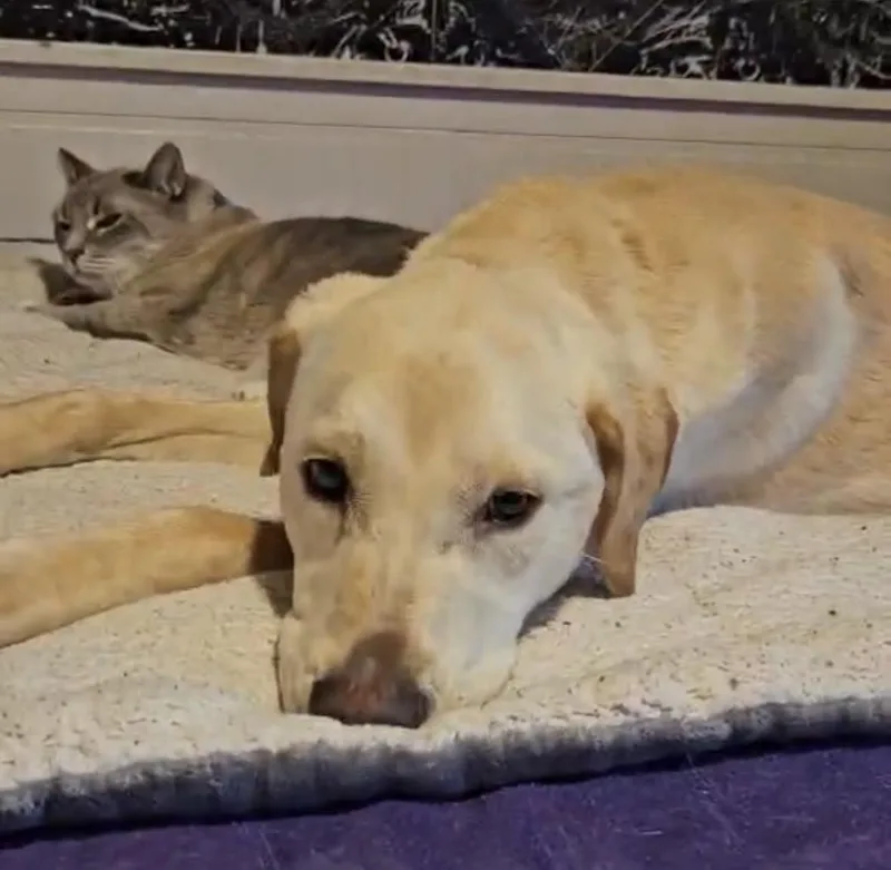 An adult medium-sized female White / Cream Yellow Labrador Retriever dog named Lexi for adoption in Los Angeles, CA