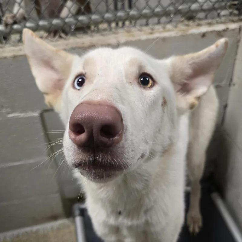 A young medium-sized female White / Cream Husky dog named Yuki for adoption in Wappingers Falls, NY