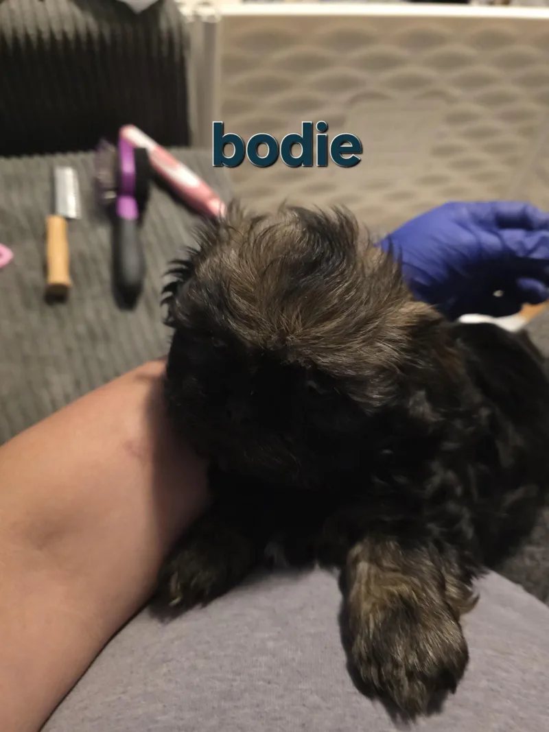 A baby small-sized male Bicolor Shih Tzu dog named Bodie for adoption in Cleveland , OH
