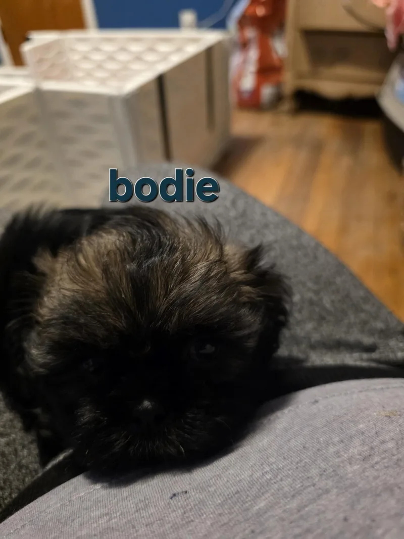 Bodie thumbnail 2