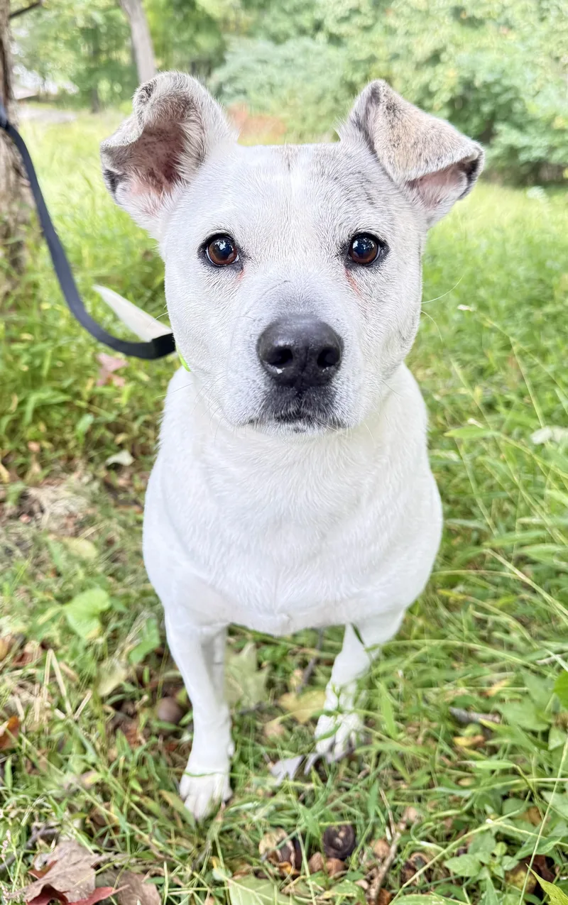 A senior medium-sized female White / Cream Terrier dog named Winter for adoption in Tomkins Cove, NY
