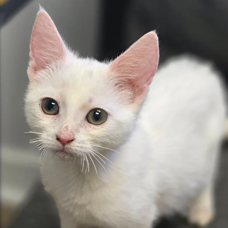 A baby small-sized male White Domestic Short Hair cat named Queso for adoption in Lexington, SC
