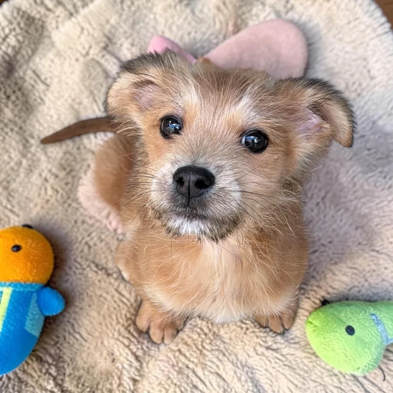 A baby medium-sized female Miniature Poodle dog named Panini for adoption in San Diego, CA