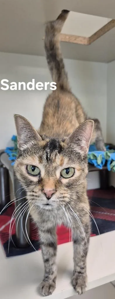 A senior medium-sized female Domestic Short Hair cat named Sanders for adoption in Kendallville, IN
