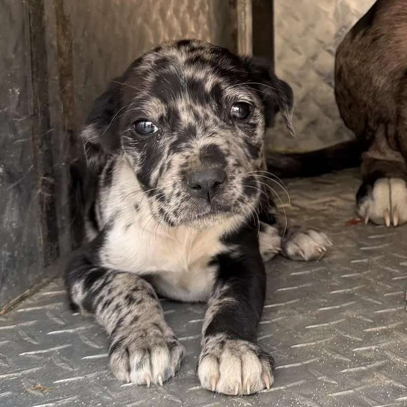 A baby medium-sized female White / Cream Catahoula Leopard Dog dog named Plumber for adoption in Columbia, SC
