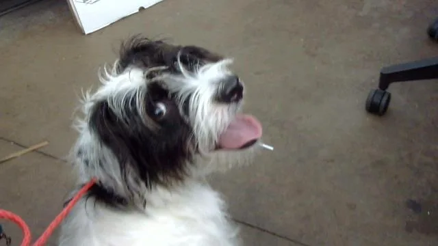 A young medium-sized male Mixed Breed dog named Arlo for adoption in Dallas, TX