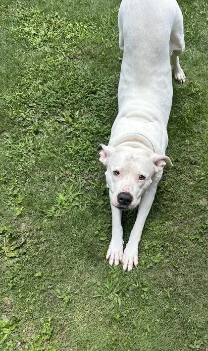 An adult large-sized female Mixed Breed dog named Crane for adoption in Chamblee, GA