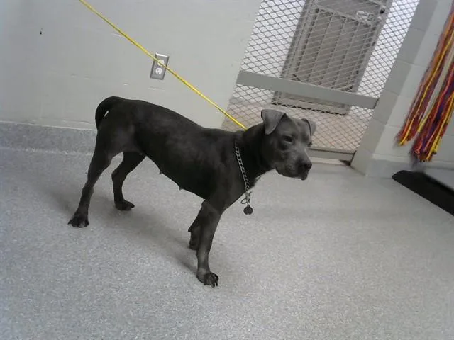 An adult medium-sized female Pit Bull Terrier dog named Lyla for adoption in Pasadena, TX