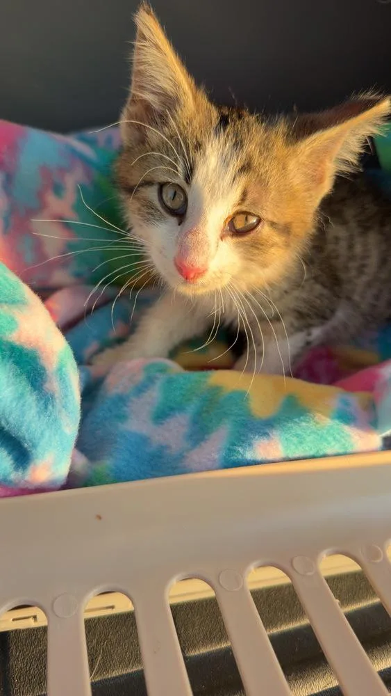 A baby small-sized male Domestic Short Hair cat named Oscar for adoption in Metamora, IL
