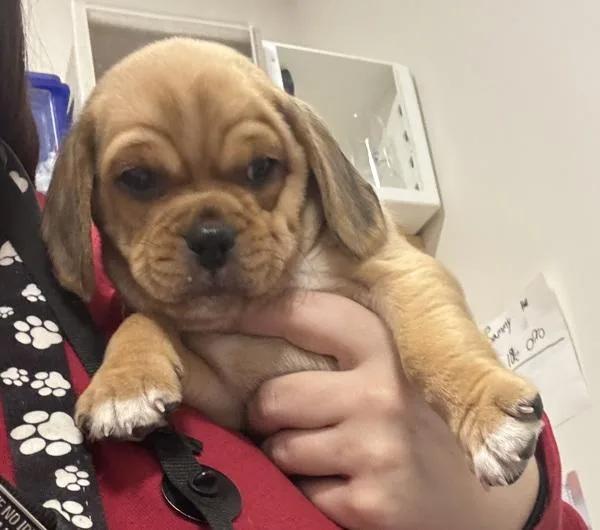 A baby small-sized male Beagle dog named Duncan for adoption in Stratham, NH