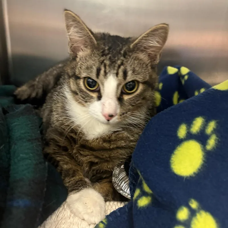 An adult medium-sized male Brown / Chocolate Domestic Short Hair cat named Chicago Deep Dish for adoption in Charlottesville, VA