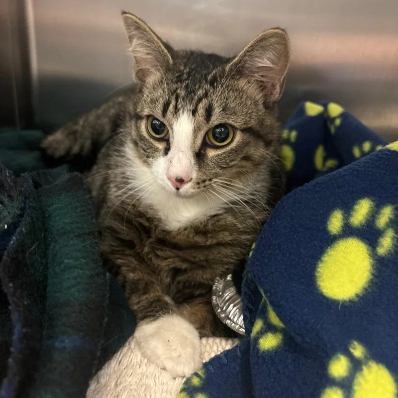 Chicago Deep Dish thumbnail 2