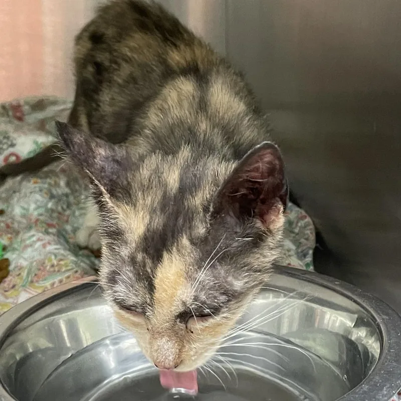 A baby small-sized female Black Domestic Short Hair cat named Wanda for adoption in Austin, TX