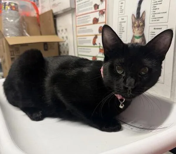 A young medium-sized female Domestic Short Hair cat named Circus for adoption in Escondido, CA