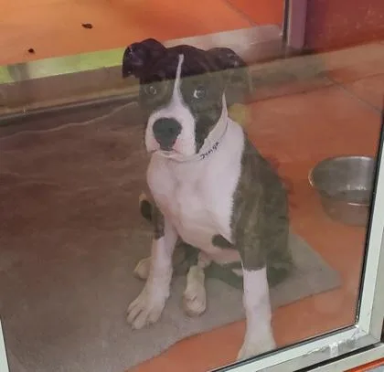 A young extra large-sized male American Bulldog dog named Jenga for adoption in Kansas City, MO