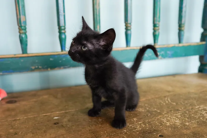 A young small-sized female Black Domestic Short Hair cat named Evangeline for adoption in San Antonio, TX