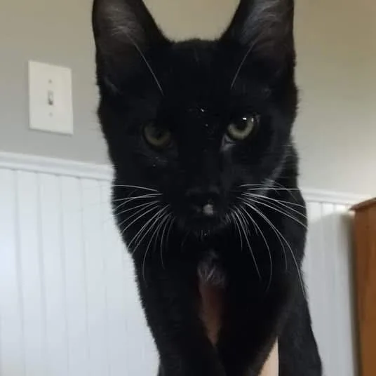Marvin thumbnail 2