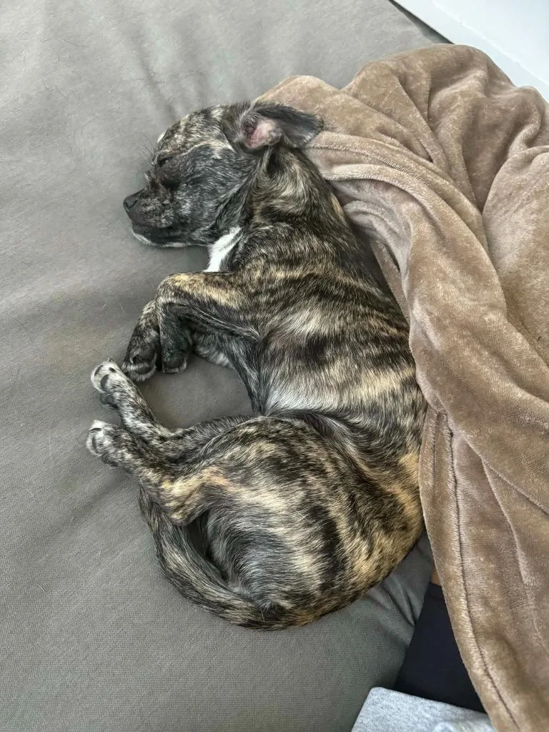 A baby medium-sized female Chihuahua dog named Shyla for adoption in Tampa, FL