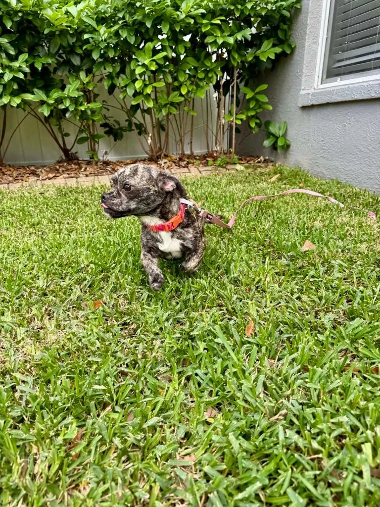 Shyla thumbnail 3